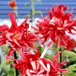 花弁の反り返りが特徴の「お苗菊」＝丹波篠山市北新町