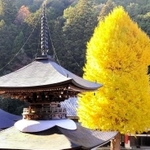 多宝塔と高さを競う大イチョウ。弘誓寺は飛鳥時代に開かれたとされる古刹だ＝丹波篠山市宇土