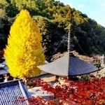 多宝塔と高さを競う大イチョウ＝弘誓寺