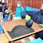 丹波黒ごま生産組合の組合員が持ち込み、唐箕にかけられる黒ゴマ＝ＪＡ丹波ひかみ春日営農経済センター