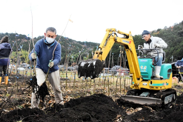 出荷のため苗木を掘り起こす生産者ら＝丹波市春日町小多利