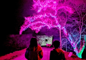 ＬＥＤで装飾された篠山城跡の桜の木＝丹波篠山市北新町