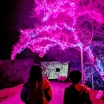 ＬＥＤで装飾された篠山城跡の桜の木＝丹波篠山市北新町