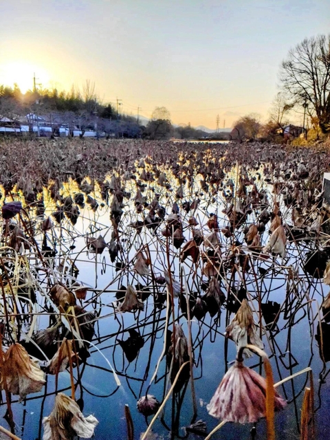神戸新聞next 丹波 独特の冬景色 枯蓮 無数のハスうなだれ水面覆う 無常の世界 篠山城跡