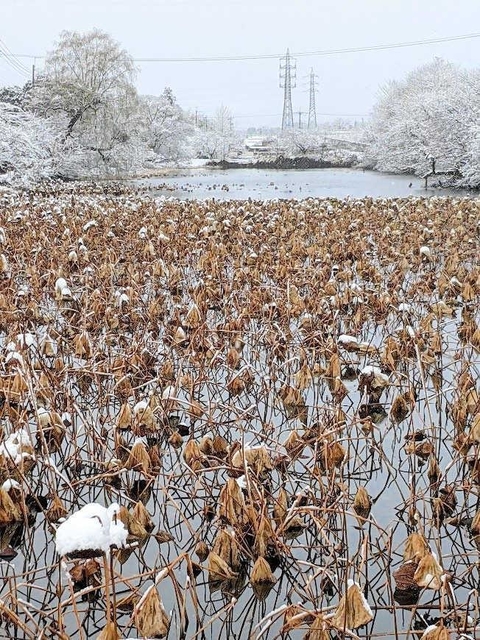 枯れハスが水面を埋める篠山城跡の南堀＝丹波篠山市北新町