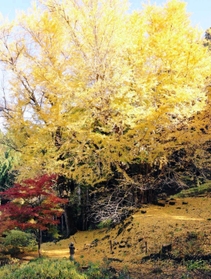 高さは約３０メートル。紅葉時、足元も頭上も黄色一色＝丹波市青垣町大名草