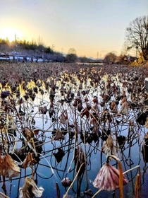枯れハスが水面を埋める篠山城跡の南堀＝丹波篠山市北新町