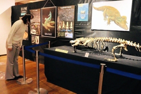 現在のワニの原型ができた時代や絶滅したワニを紹介している会場＝丹波竜化石工房ちーたんの館