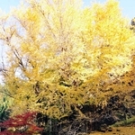 高さは約３０メートル。紅葉時、足元も頭上も黄色一色＝丹波市青垣町大名草