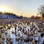枯れハスが水面を埋める篠山城跡の南堀＝丹波篠山市北新町