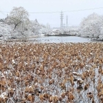 枯れハスが水面を埋める篠山城跡の南堀＝丹波篠山市北新町