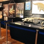 現在のワニの原型ができた時代や絶滅したワニを紹介している会場＝丹波竜化石工房ちーたんの館