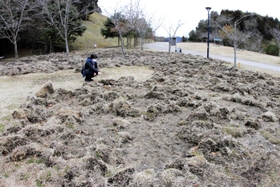 掘り返されでこぼこになった芝生。イノシシの仕業とみられる＝県立丹波並木道中央公園