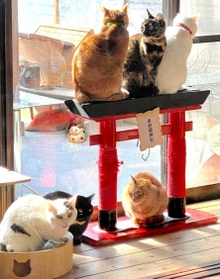 縁側の赤鳥居の上で猫たちがひなたぼっこ。満員御礼？の珍景だ（提供・くつろぎ古民家　まめ猫）