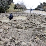 掘り返されでこぼこになった芝生。イノシシの仕業とみられる＝県立丹波並木道中央公園