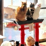 縁側の赤鳥居の上で猫たちがひなたぼっこ。満員御礼？の珍景だ（提供・くつろぎ古民家　まめ猫）