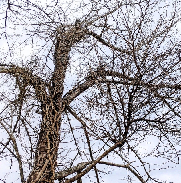 てんぐ巣病に感染した桜の枝の一部（２０２２年３月撮影）＝丹波篠山市曽地中
