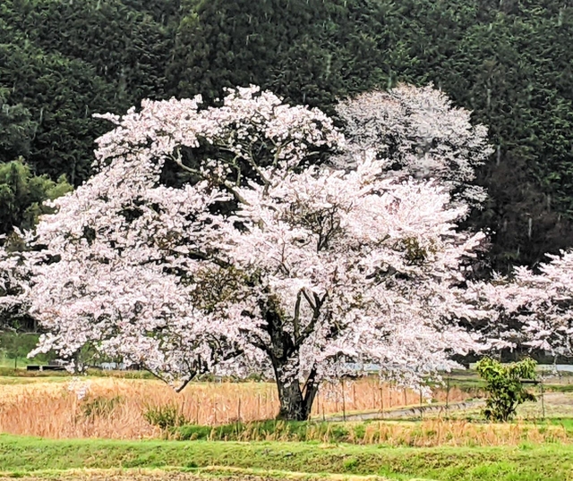 映画「森の学校」のロケ地となった桜（２０２１年４月撮影）＝丹波篠山市曽地中