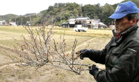 てんぐ巣病の枝を手にする桜守・吉良勉さん＝丹波篠山市曽地中