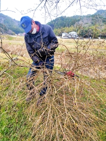 切除したてんぐ巣病の枝＝丹波篠山市曽地中