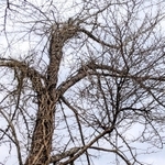 てんぐ巣病に感染した桜の枝の一部（２０２２年３月撮影）＝丹波篠山市曽地中