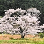 映画「森の学校」のロケ地となった桜（２０２１年４月撮影）＝丹波篠山市曽地中