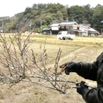 てんぐ巣病の枝を手にする桜守・吉良勉さん＝丹波篠山市曽地中