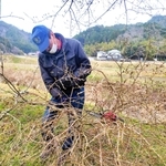 切除したてんぐ巣病の枝＝丹波篠山市曽地中