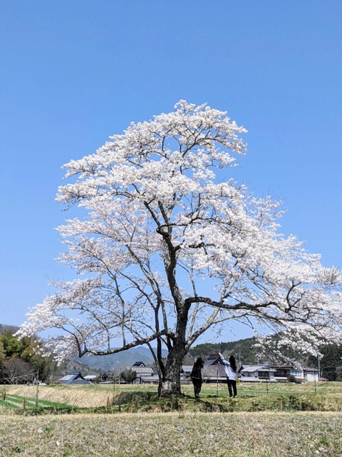 病気の治療後、初めて満開となった映画「森の学校」の桜＝丹波篠山市曽地中