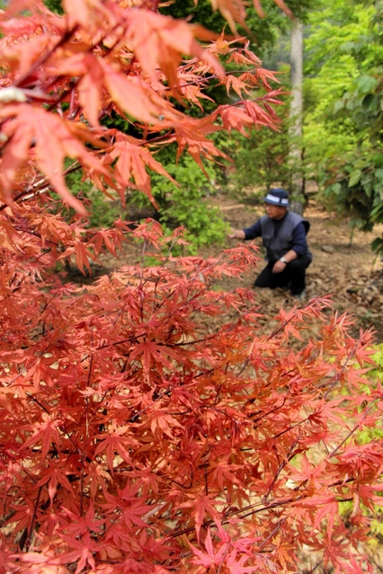 赤くもえるモミジ＝丹波市山南町小野尻