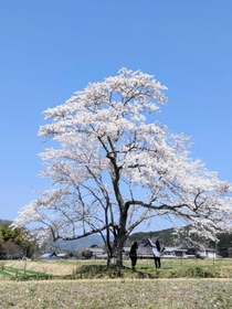病気の治療後、初めて満開となった映画「森の学校」の桜＝丹波篠山市曽地中