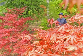赤くもえるモミジ＝丹波市山南町小野尻