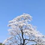 病気の治療後、初めて満開となった映画「森の学校」の桜＝丹波篠山市曽地中