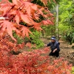赤くもえるモミジ＝丹波市山南町小野尻