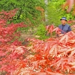 赤くもえるモミジ＝丹波市山南町小野尻