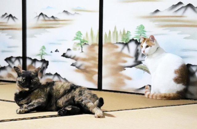 もう１匹の飼い猫コトラ（奥）とはまだ仲良くなれていないチャコ＝丹波市