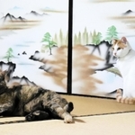 もう１匹の飼い猫コトラ（奥）とはまだ仲良くなれていないチャコ＝丹波市