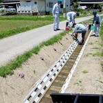 整備された新水路のうち幅が狭い穴あきタイプの「ヨシキモデル」＝丹波篠山市西本荘