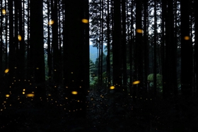 林を飛ぶヒメボタル＝２８日夜、丹波市山南町太田、慧日寺（約３０秒露光の写真５枚を比較明合成）
