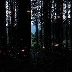 林を飛ぶヒメボタル＝２８日夜、丹波市山南町太田、慧日寺（約３０秒露光の写真５枚を比較明合成）