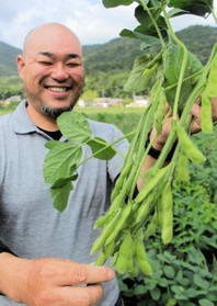 ふっくらとした実が付いたデカンショ豆を収穫する構井友洋さん＝丹波篠山市今田町木津