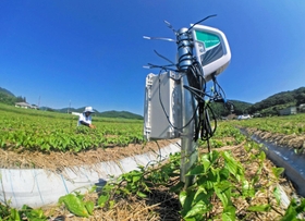 山の芋の畑に埋められたセンサー。地中の水分や温度、肥料の浸透具合などを計測している＝丹波篠山市味間南（超広角レンズで撮影）