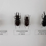 鹿児島県の奄美大島にしか生息しないアマミミヤマクワガタの標本（中央）＝丹波市立氷上回廊水分れフィールドミュージアム