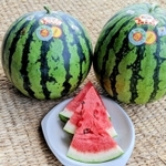 生産農家が減り、幻のスイカとも呼ばれる＝大山ライスセンター