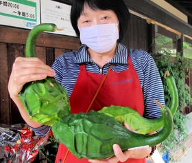 地元の農家が栽培したダイナソー・ゴード＝丹波篠山市今田町今田新田