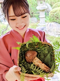 秋の風物詩といえる「マツタケの初競り」で、９５万円で落札された初物＝料理旅館「近又」