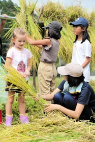 刈り取った稲を干す子どもたち＝丹波市市島町北奥