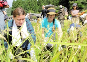 稲刈りに挑戦するウクライナの人たち＝丹波市市島町北奥