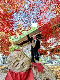 モミジのおふとん？＝丹波篠山市味間奥（撮影・堀井正純）