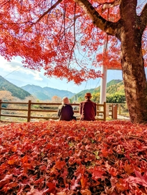 紅葉の落ち葉が積もった川代公園＝丹波市山南町上滝